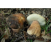 Мицелий Белого гриба темно-бронзового (Boletus aereus)